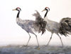 BIRGITTA SAFLUND - Common Crane - watercolour - 57 x75 cm unframed - €750