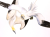 BIRGITTA SAFLUND - Gannets Diving - watercolour - 57 x75 cm unframed - €750
