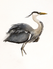 BIRGITTA SAFLUND - Heron - watercolour - 35 x 50 cm unframed - €400 - SOLD