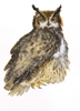 BIRGITTA SAFLUND - Great Eagle Owl - watercolour - 35 x 50 cm unframed - €400