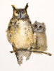BIRGITTA SAFLUND - Great Eagle Owl with Juvenile - watercolour - 35 x 50 cm unframed - €400 - SOLD
