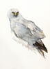 BIRGITTA SAFLUND - Hen Harrier - male - watercolour - 35 x 50 cm unframed - €400 - SOLD