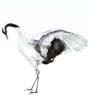 BIRGITTA SAFLUND - Whooping Crane - watercolour - 29 x 33 cm unframed - €250