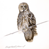 BIRGITTA SAFLUND - Bird on a Wire - Great Grey Owl - watercolour - 30 x 36 cm framed - €275