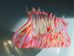 ANGELA BRADY - Fragile Peace - dichroic glass - €350