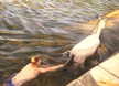 ANGIE SHANAHAN - Return from Atlantis - acrylic on canvas - €1270