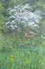 DAMARIS LYSAGHT - Woodland Edge - oil on panel - 30 x 20 cm - €625