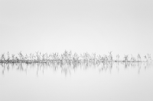 RICHARD T BREATHNACH - Reeds in the Mist 3 - photograph - €175