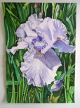 ALYN FENN - Iris- watercolour - €390 - SOLD