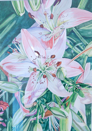 ALYN FENN - Pink Lillies - watercolour - 57 x 44 cm - €390