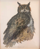 BIRGITTA SAFLUND - Great Grey Owl -watercolour - €350