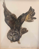 BIRGITTA SAFLUND - Eurasian Eagle Owl -watercolour - €350