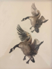 BIRGITTA SAFLUND - Landing - Canada Geese -watercolour - €350