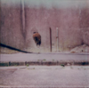 CIARA RODGERS - GR2049 - instant photograph - €155