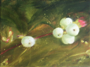 HELEN O'KEEFFE - Snowberry 4 - oil on canvas - 15 x 20 cm -€300 - SOLD