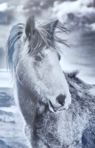 RICHARD T BREATUNACH - The Winter Horse - photograph - 59 x 44 cm - €175