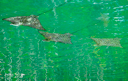 SHEENA JOLLEY - Stealth Formation - fine art photograph - 66 x 51 cm -€300