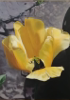 KYM LEAHY - Yellow Tulip - acrylic on board - 40 x 30 cm - €1130