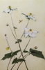 MAURA KEATING - Japanes Anemone - etching - €340