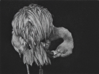 AOIFE LAYTON - Preen - mezzotint - 15 x 20 cm - €180