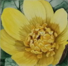 KYM LEAHY - Greater Celadine - watercolour on paper - 13 x 13 cm - €190