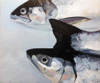 PETER WOLSTENHOLME ~ Sea Trout I - oil on board - 25 x 30 cm - SOLD