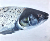 PETER WOLSTENHOLME ~ Old Black Trout - oil on board - 30 x 35 cm - SOLD